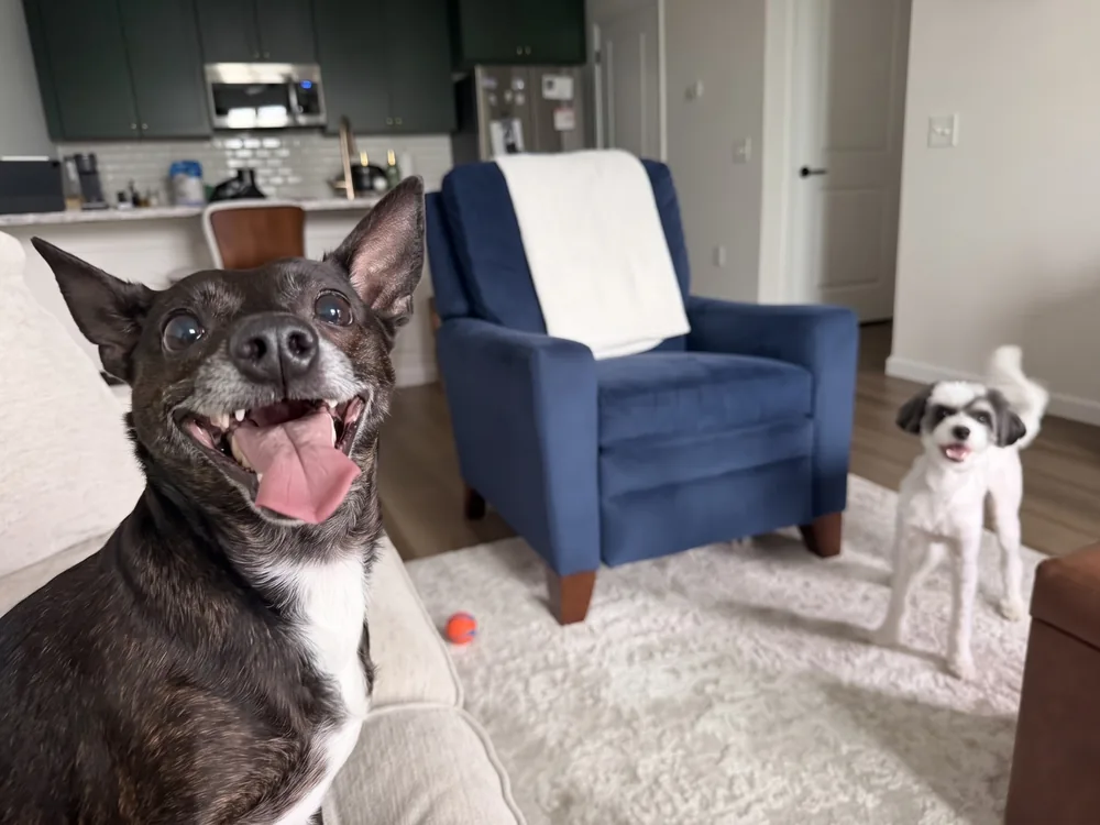 Steve grinning on the couch while a small white pup waits by the ball for their turn to play